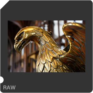 Камера Nikon D500 с объективом AF-S DX Nikkor 16-80mm f/2.8-4E ED VR. Примеры RAW файлов