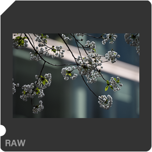 Камера Nikon D с объективом AF-S Nikkor 70-200mm f/2.8G ED VR II. Примеры RAW файлов