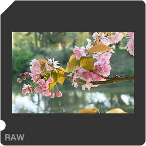 Камера Nikon D500 с объективом AF-S DX Nikkor 16-80mm f/2.8-4E ED VR. Примеры RAW файлов