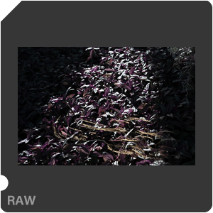 Nikon Z 8 + Nikkor Z 24-70mm f/2.8 S II. Examples of RAW files