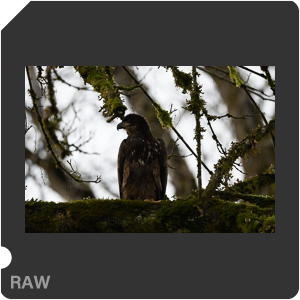 Nikon Z 6 Camera with AF-S Nikkor 500mm f/5.6E PF ED VR. Examples of RAW files