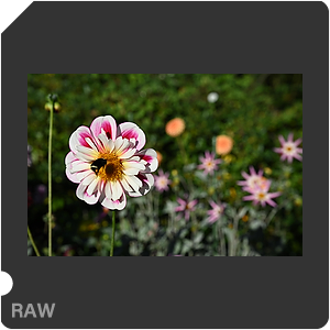 Камера Nikon Z 6III с объективом Nikkor Z 24-70mm f/2.8 S. Примеры RAW файлов