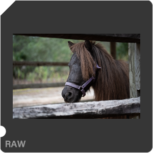 Nikon Z 8 + Nikkor Z 24-70mm f/2.8 S II. Examples of RAW files