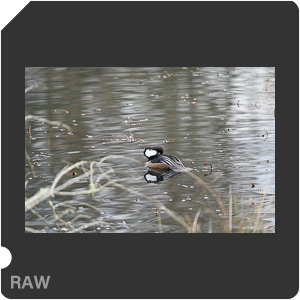 Nikon Z 6 Camera with AF-S Nikkor 500mm f/5.6E PF ED VR. Examples of RAW files