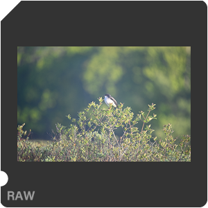 Nikon D780 Camera with AF-S Nikkor 300mm f/4E PF ED VR. Examples of RAW files