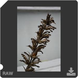 Камера Nikon 1 V2 с объективом 1 Nikkor VR 10-30mm f/3.5-5.6. Примеры RAW файлов