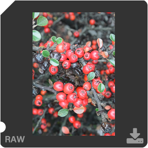 Камера Nikon 1 V2 с объективом 1 Nikkor VR 10-30mm f/3.5-5.6. Примеры RAW файлов