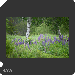 Nikon D780 Camera with AF-S Nikkor 300mm f/4E PF ED VR. Examples of RAW files