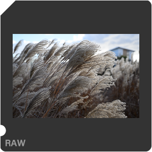 Камера Nikon Z 6 с объективом Nikkor Z 24-70mm f/4 S. Примеры RAW файлов