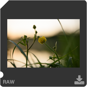 Камера Nikon D810 с объективом AF-S Micro Nikkor 60 mm f/2.8G ED. Примеры RAW файлов