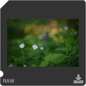 Камера Nikon D810 с объективом AF-S Micro Nikkor 60 mm f/2.8G ED. Примеры RAW файлов