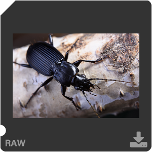 Камера Nikon D810 с объективом AF-S Micro Nikkor 60 mm f/2.8G ED. Примеры RAW файлов