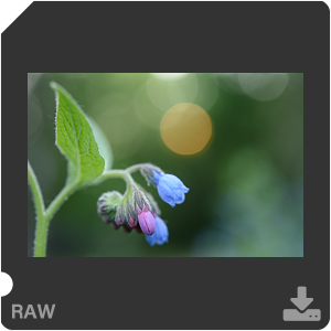 Камера Nikon D810 с объективом AF-S Micro Nikkor 60 mm f/2.8G ED. Примеры RAW файлов