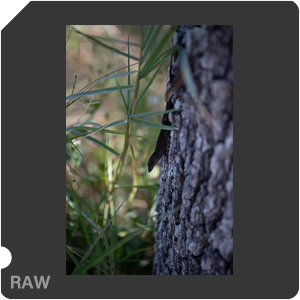 Nikon Z 8 + Nikkor Z 24-70mm f/2.8 S II. Examples of RAW files