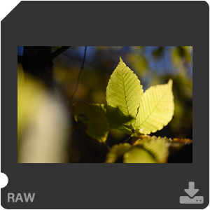 Камера Nikon Z 7II с объективом Nikkor Z 50 mm f/1.2 S. Примеры RAW файлов