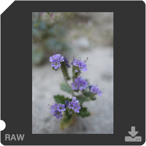 Nikon D500 Camera with AF-S Nikkor 20mm f/1.8G ED. Examples of RAW files