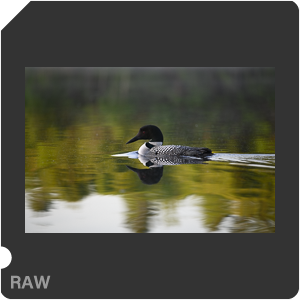 Nikon D780 Camera with AF-S Nikkor 300mm f/4E PF ED VR. Examples of RAW files