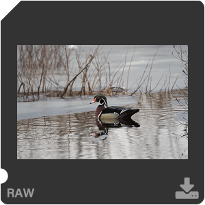 Nikon D500 с объективом AF-S Nikkor 180-400mm f/4.0E TC1.4 FL ED VR. Примеры RAW файлов