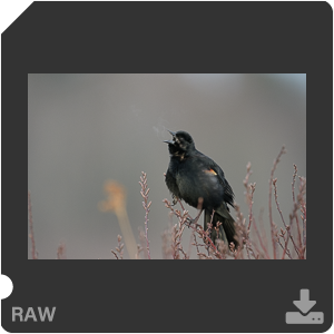 Nikon D500 с объективом AF-S Nikkor 180-400mm f/4.0E TC1.4 FL ED VR. Примеры RAW файлов