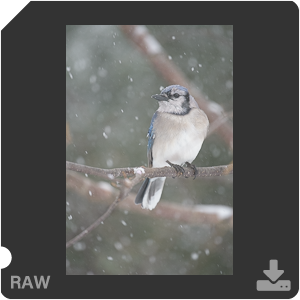 Nikon D500 с объективом AF-S Nikkor 180-400mm f/4.0E TC1.4 FL ED VR. Примеры RAW файлов