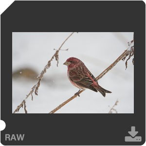 Nikon D500 с объективом AF-S Nikkor 180-400mm f/4.0E TC1.4 FL ED VR. Примеры RAW файлов