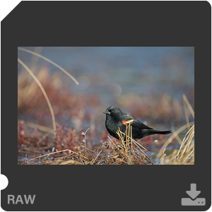 Nikon D500 с объективом AF-S Nikkor 180-400mm f/4.0E TC1.4 FL ED VR. Примеры RAW файлов