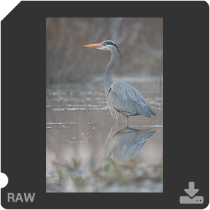 Nikon D500 с объективом AF-S Nikkor 180-400mm f/4.0E TC1.4 FL ED VR. Примеры RAW файлов