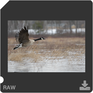 Nikon D500 с объективом AF-S Nikkor 180-400mm f/4.0E TC1.4 FL ED VR. Примеры RAW файлов