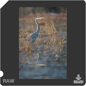 Nikon D500 с объективом AF-S Nikkor 180-400mm f/4.0E TC1.4 FL ED VR. Примеры RAW файлов