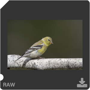 Nikon D500 с объективом AF-S Nikkor 180-400mm f/4.0E TC1.4 FL ED VR. Примеры RAW файлов