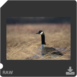 Nikon D500 с объективом AF-S Nikkor 180-400mm f/4.0E TC1.4 FL ED VR. Примеры RAW файлов