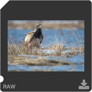 Nikon D500 с объективом AF-S Nikkor 180-400mm f/4.0E TC1.4 FL ED VR. Примеры RAW файлов