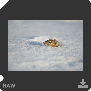 Nikon D500 с объективом AF-S Nikkor 180-400mm f/4.0E TC1.4 FL ED VR. Примеры RAW файлов