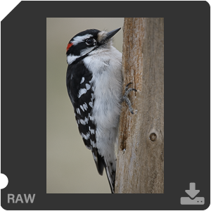 Nikon D500 с объективом AF-S Nikkor 180-400mm f/4.0E TC1.4 FL ED VR. Примеры RAW файлов