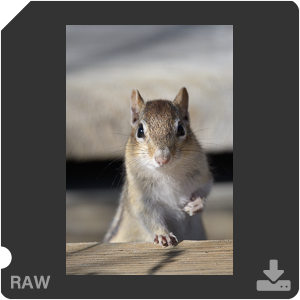 Nikon D500 с объективом AF-S Nikkor 180-400mm f/4.0E TC1.4 FL ED VR. Примеры RAW файлов