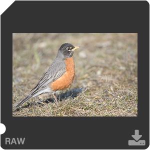 Nikon D500 с объективом AF-S Nikkor 180-400mm f/4.0E TC1.4 FL ED VR. Примеры RAW файлов