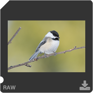 Nikon D500 с объективом AF-S Nikkor 180-400mm f/4.0E TC1.4 FL ED VR. Примеры RAW файлов