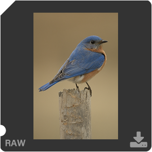 Nikon D500 с объективом AF-S Nikkor 180-400mm f/4.0E TC1.4 FL ED VR. Примеры RAW файлов