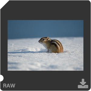 Nikon D500 с объективом AF-S Nikkor 180-400mm f/4.0E TC1.4 FL ED VR. Примеры RAW файлов