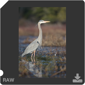 Nikon D500 с объективом AF-S Nikkor 180-400mm f/4.0E TC1.4 FL ED VR. Примеры RAW файлов