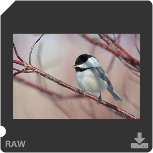 Nikon D500 с объективом AF-S Nikkor 180-400mm f/4.0E TC1.4 FL ED VR. Примеры RAW файлов