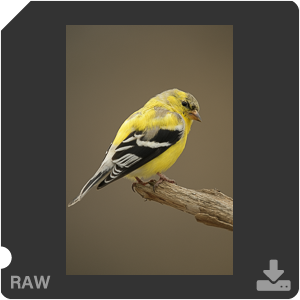 Nikon D500 с объективом AF-S Nikkor 180-400mm f/4.0E TC1.4 FL ED VR. Примеры RAW файлов