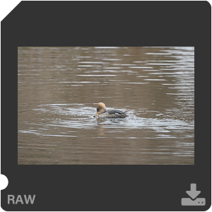 Nikon D500 с объективом AF-S Nikkor 180-400mm f/4.0E TC1.4 FL ED VR. Примеры RAW файлов