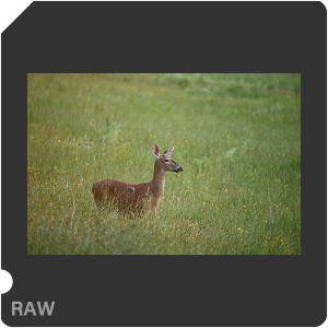 Nikon D780 Camera with AF-S Nikkor 300mm f/4E PF ED VR. Examples of RAW files