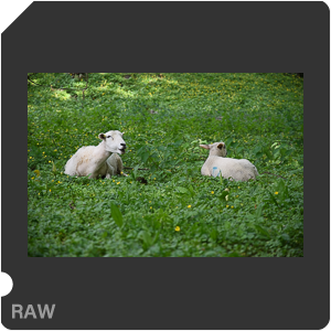 Камера Nikon D500 с объективом AF-S DX Nikkor 16-80mm f/2.8-4E ED VR. Примеры RAW файлов