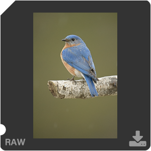 Nikon D500 с объективом AF-S Nikkor 180-400mm f/4.0E TC1.4 FL ED VR. Примеры RAW файлов