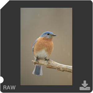 Nikon D500 с объективом AF-S Nikkor 180-400mm f/4.0E TC1.4 FL ED VR. Примеры RAW файлов