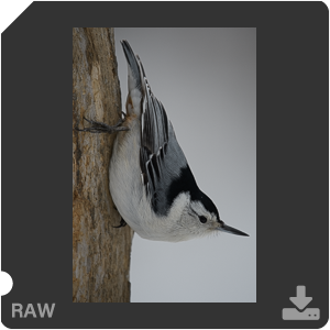 Nikon D500 с объективом AF-S Nikkor 180-400mm f/4.0E TC1.4 FL ED VR. Примеры RAW файлов