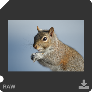 Nikon D500 с объективом AF-S Nikkor 180-400mm f/4.0E TC1.4 FL ED VR. Примеры RAW файлов