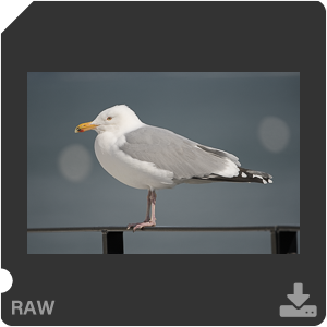 Nikon D500 с объективом AF-S Nikkor 180-400mm f/4.0E TC1.4 FL ED VR. Примеры RAW файлов